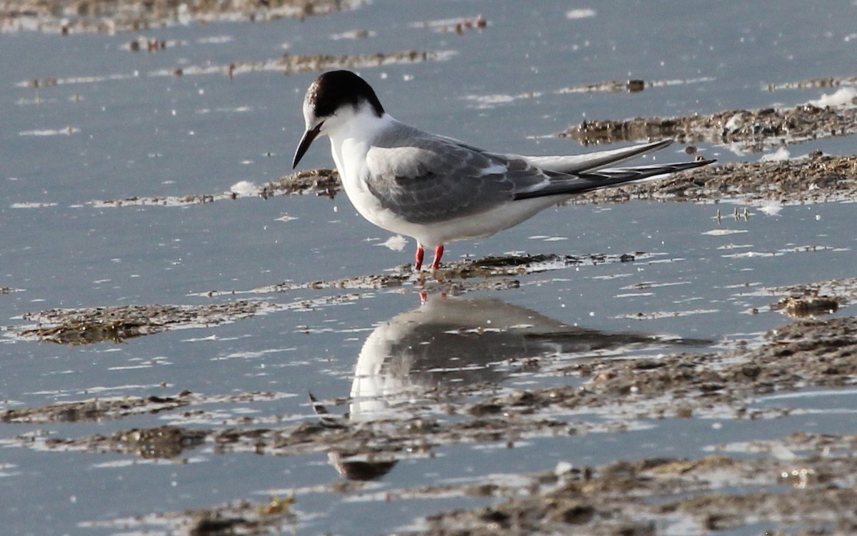 Arctic Tern - ML430494991