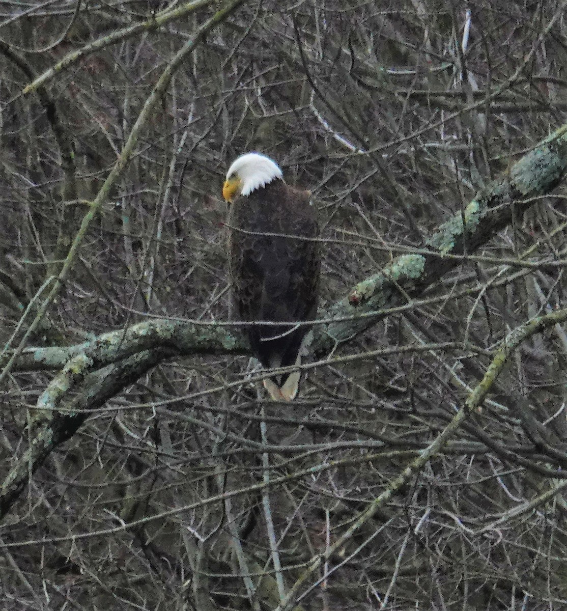 Bald Eagle - ML430495181