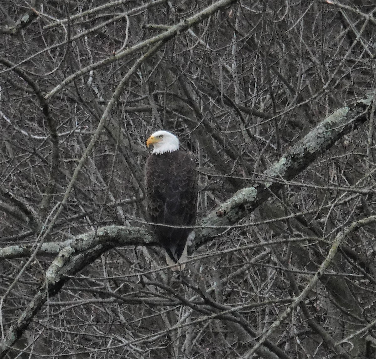 Bald Eagle - ML430495191