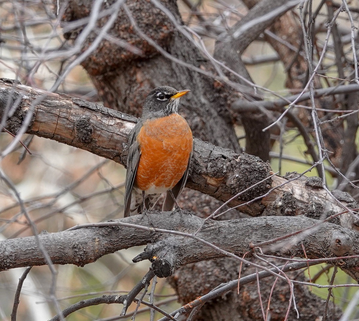 American Robin - ML430495281