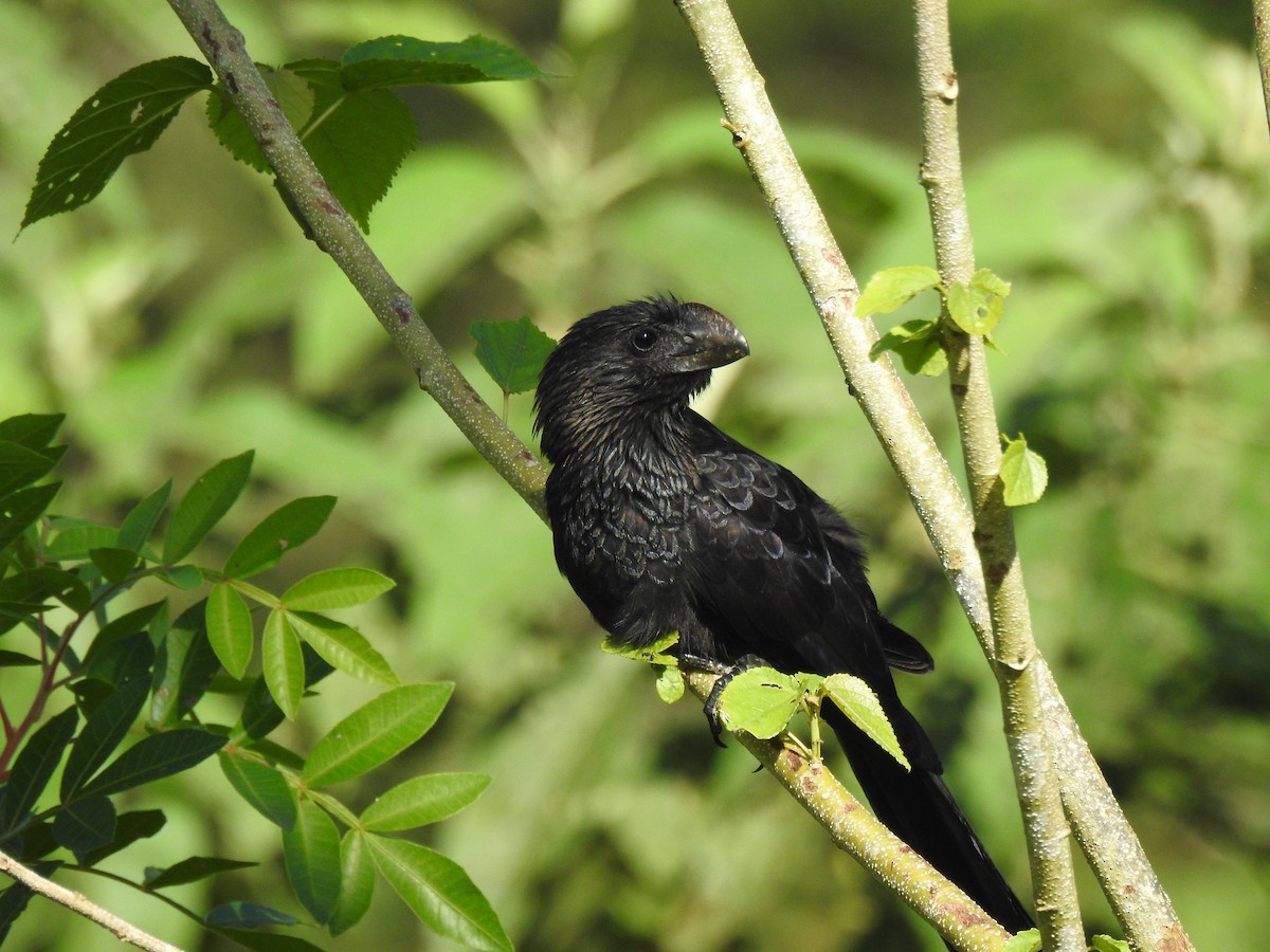 Smooth-billed Ani - ML430495611