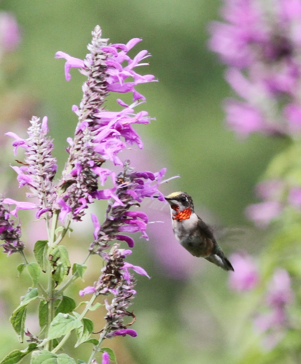 Ruby-throated Hummingbird - Georges Duriaux
