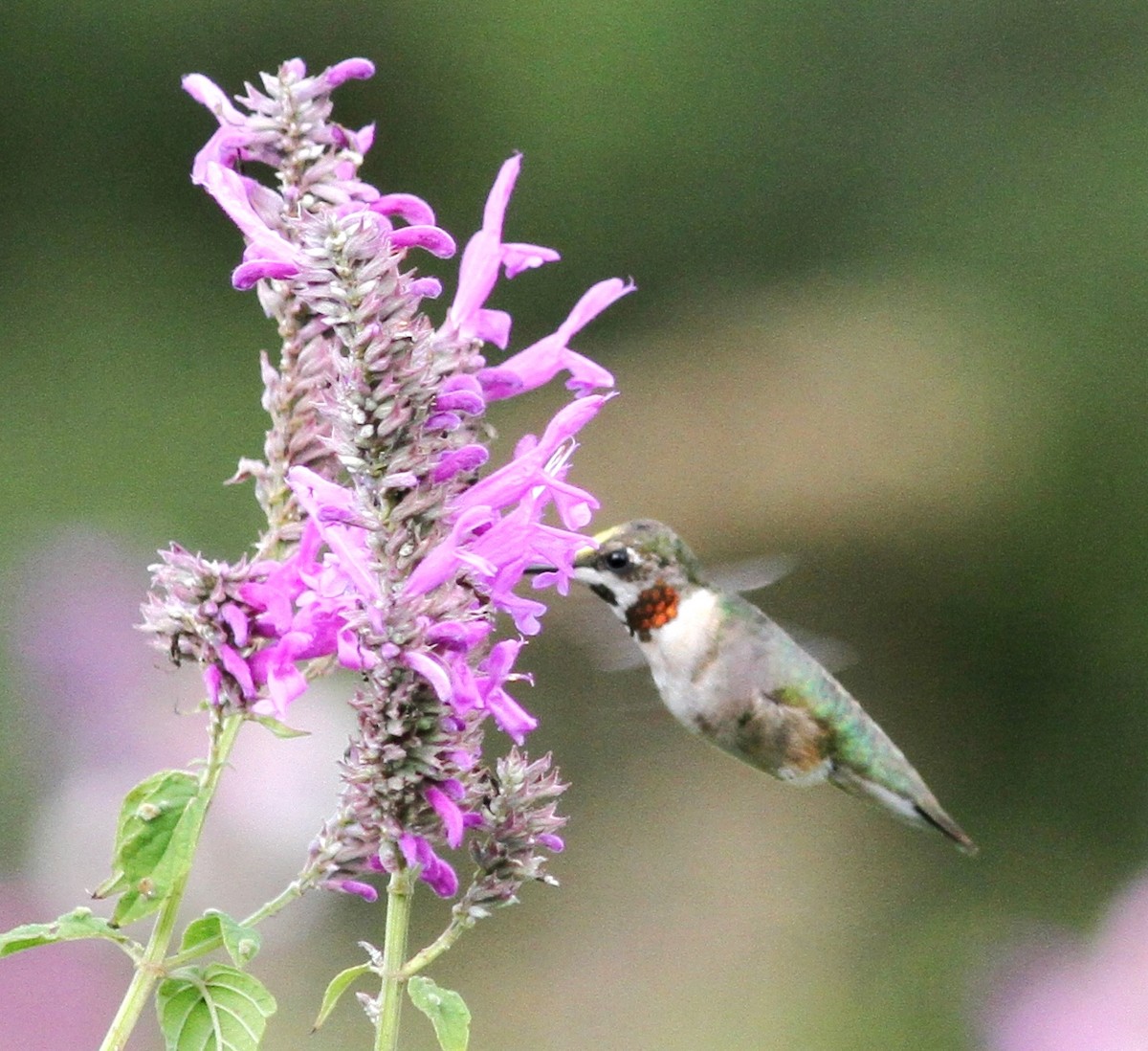 Ruby-throated Hummingbird - ML43049611