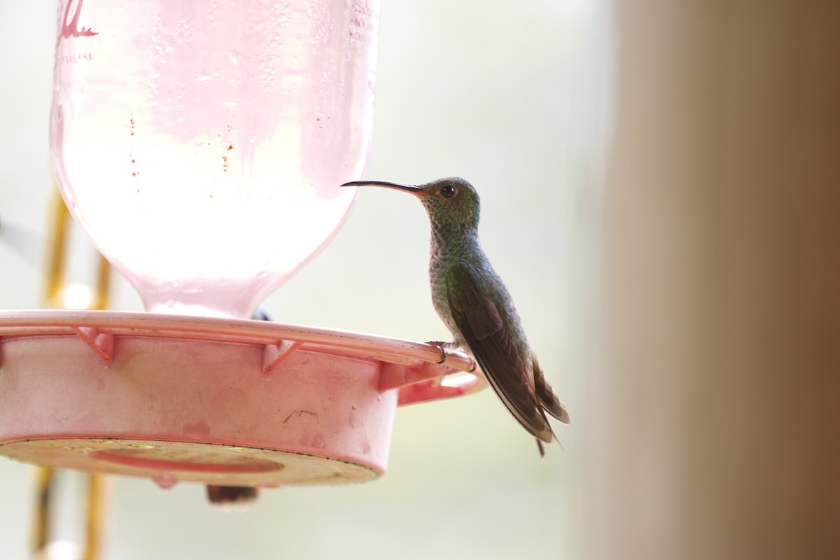 Rufous-tailed Hummingbird - ML430496761