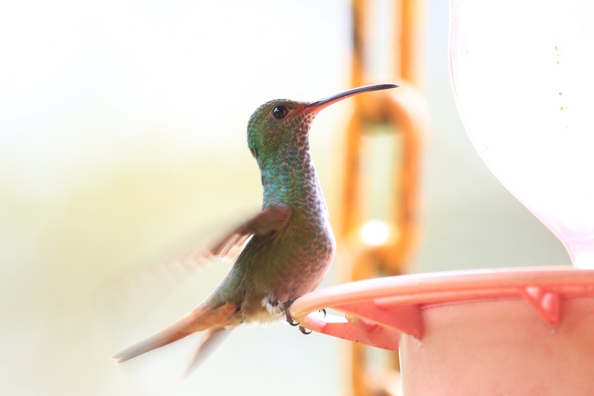 Rufous-tailed Hummingbird - ML430497301