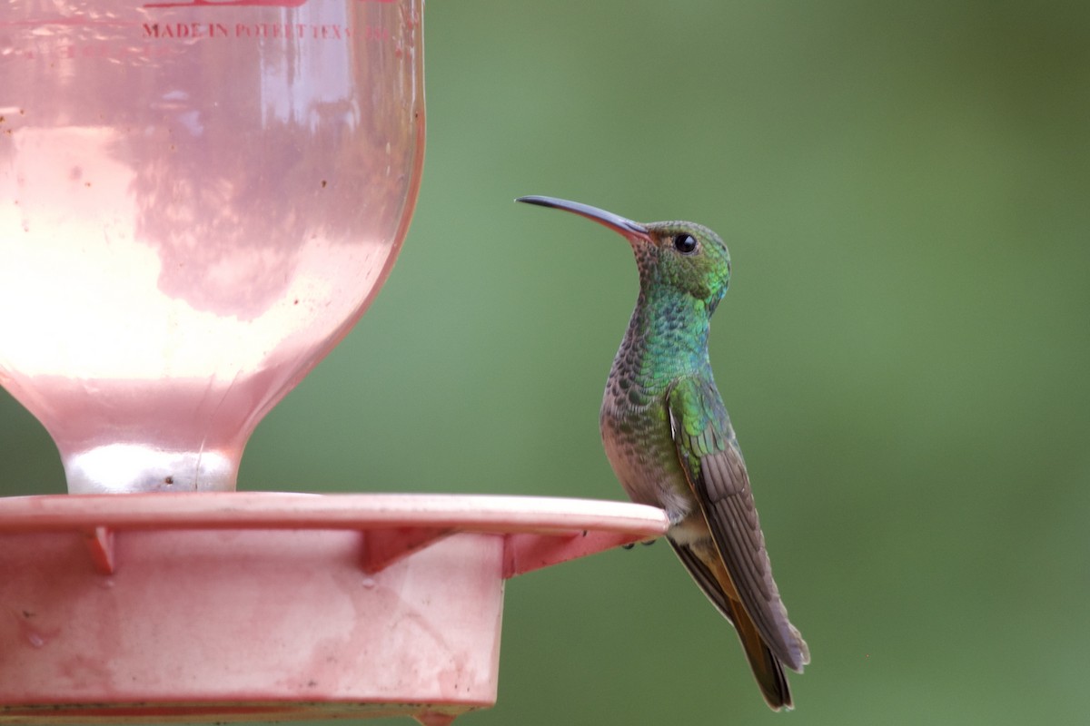 Rufous-tailed Hummingbird - ML430497341