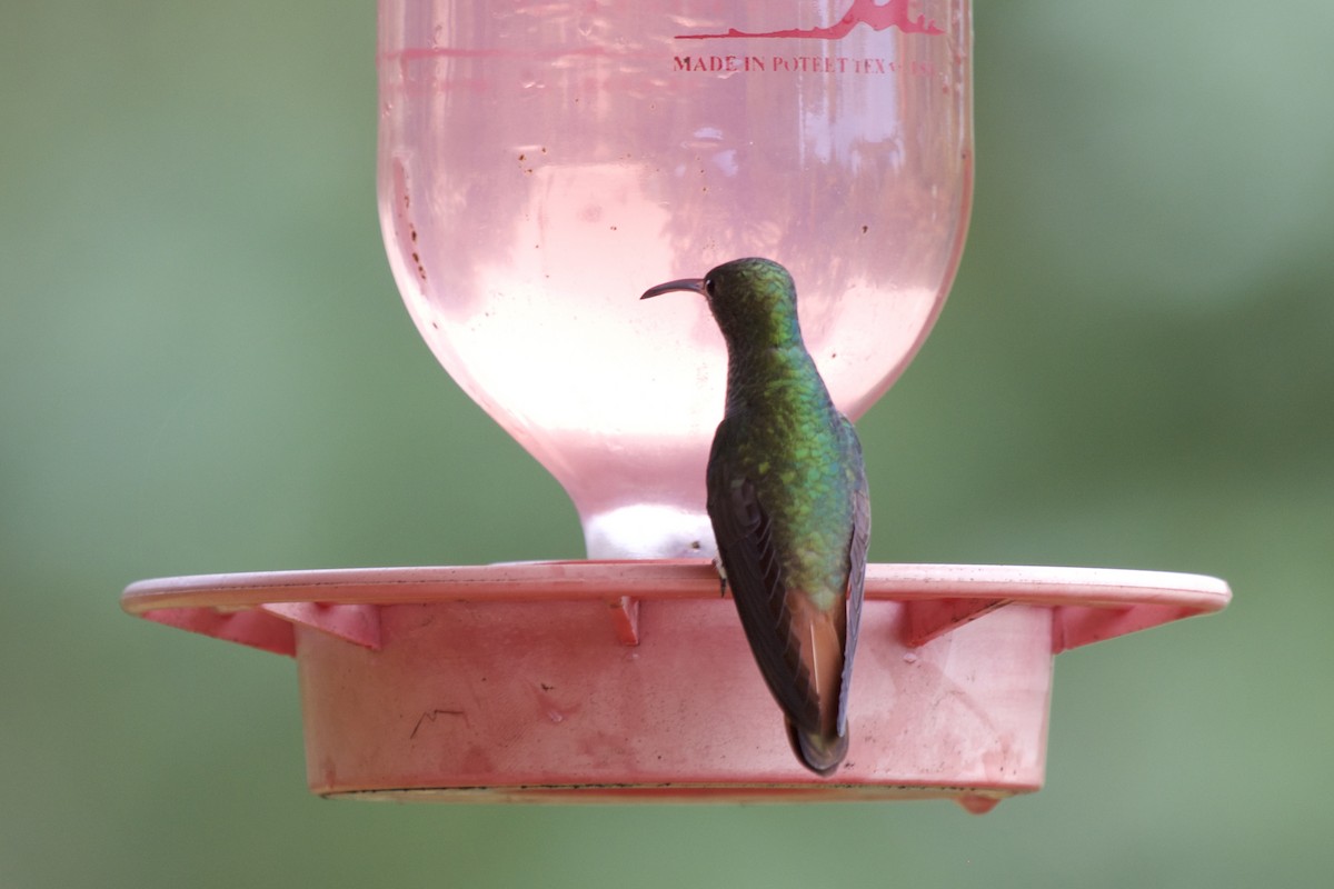 Rufous-tailed Hummingbird - ML430497361