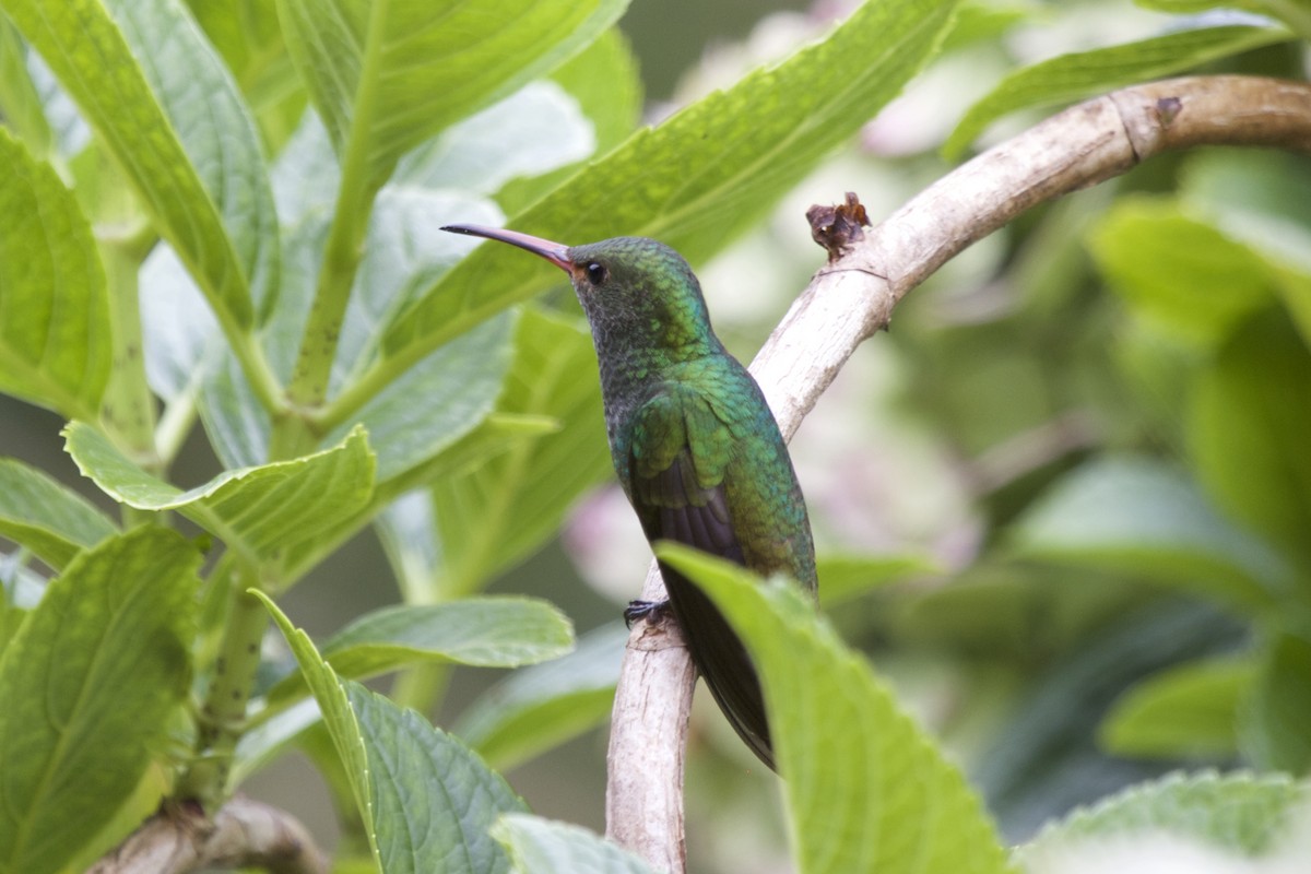 Rufous-tailed Hummingbird - ML430497381