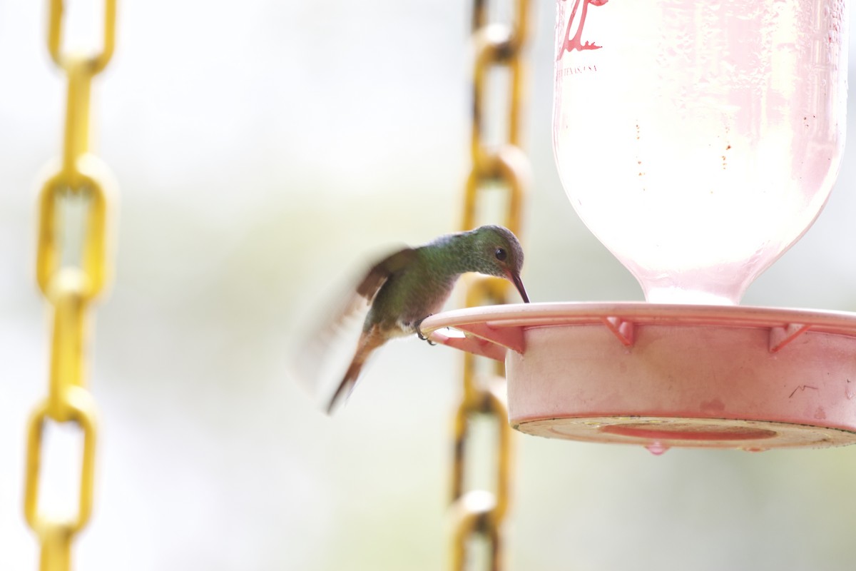 Rufous-tailed Hummingbird - ML430497391