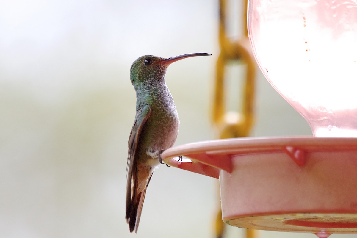 Rufous-tailed Hummingbird - ML430497401