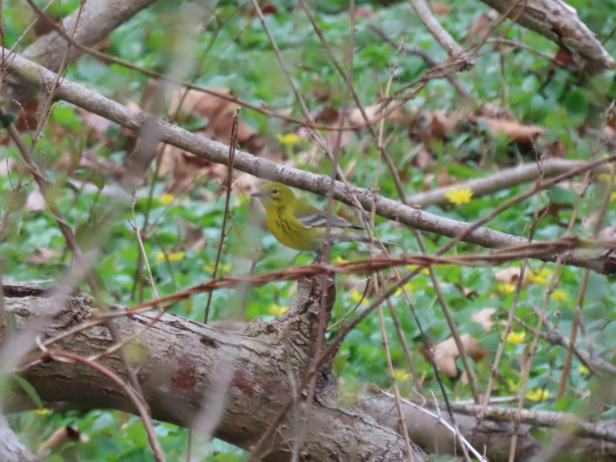 Pine Warbler - ML430499531