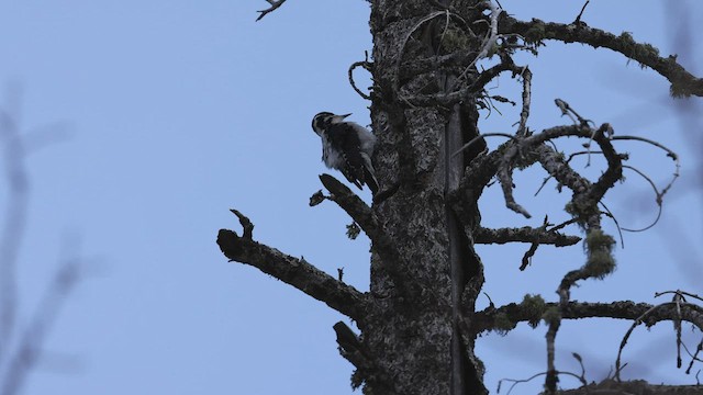 American Three-toed Woodpecker - ML430499871