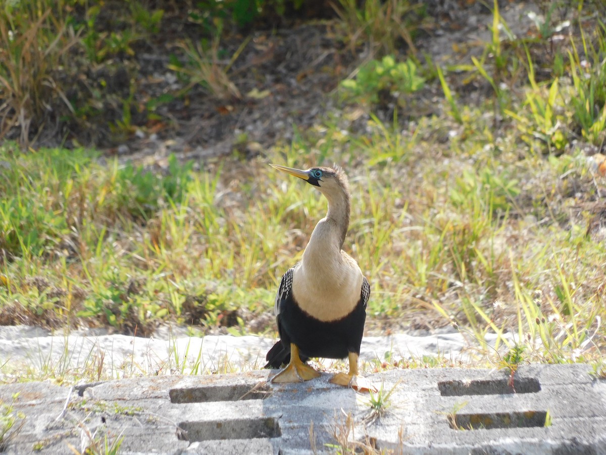 Anhinga - ML430500911