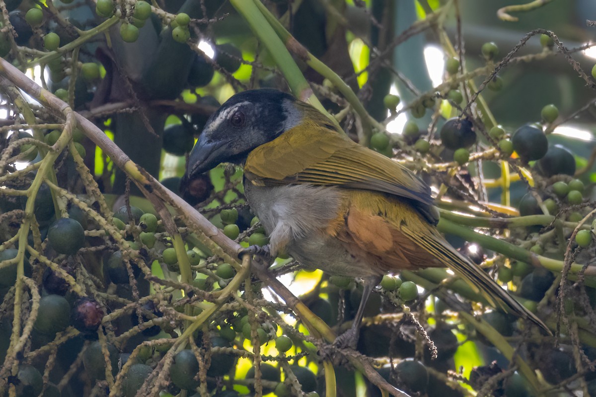 Black-headed Saltator - ML430501061