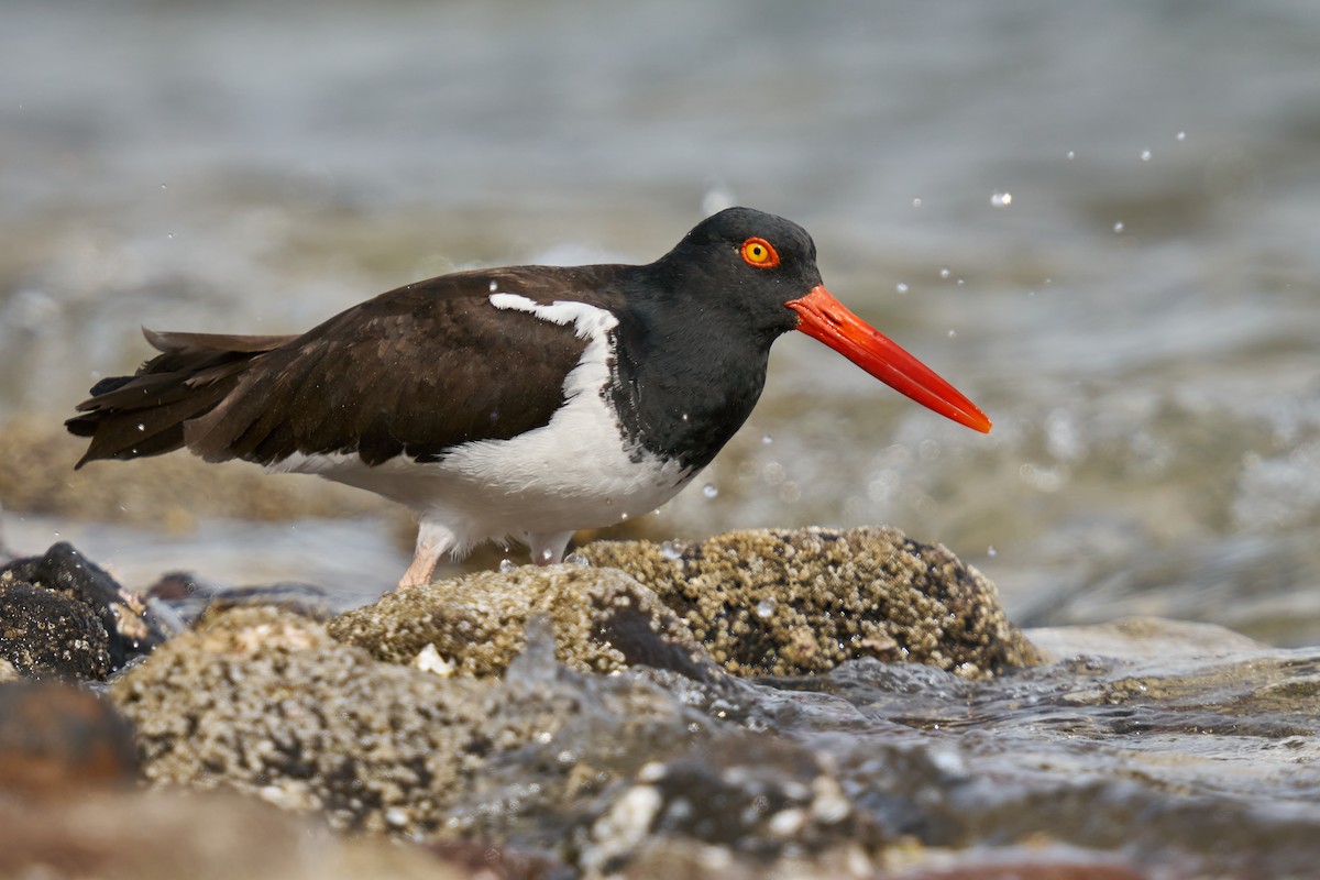 American Oystercatcher - ML430502281