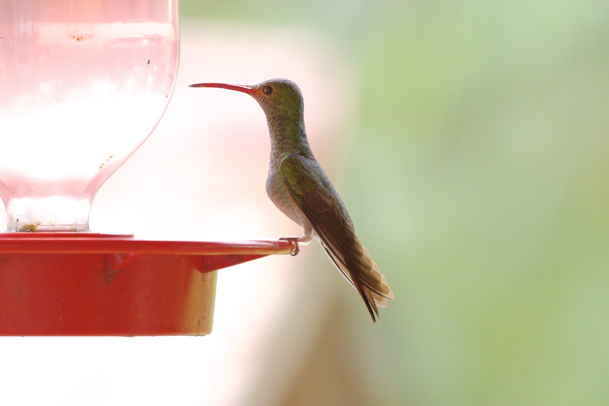 Rufous-tailed Hummingbird - ML430503261