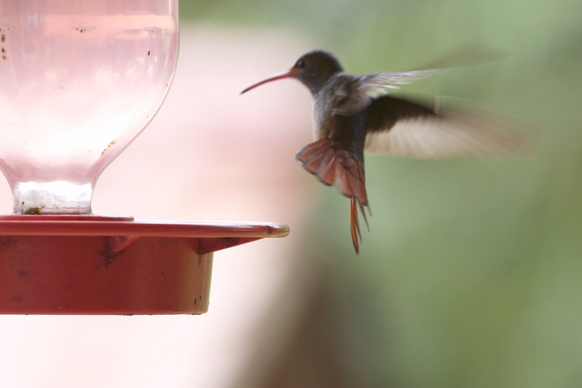 Rufous-tailed Hummingbird - ML430503271