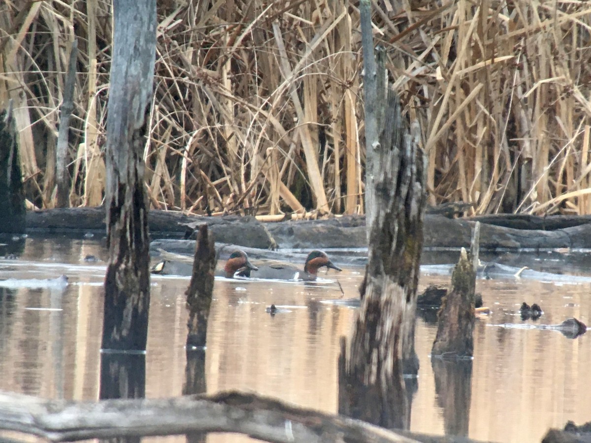 Green-winged Teal (American) - Larry Therrien