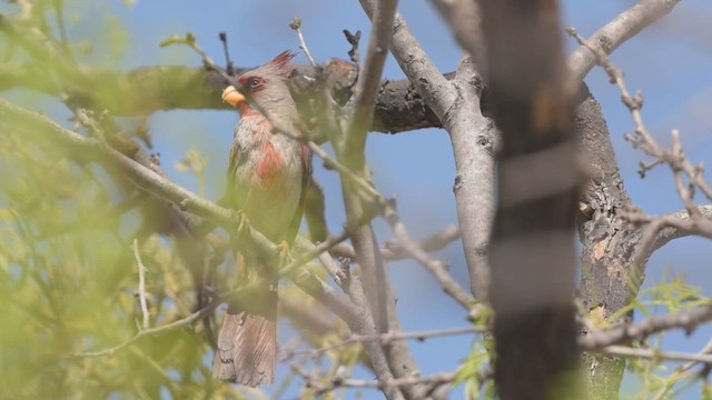 Cardinal pyrrhuloxia - ML430503921