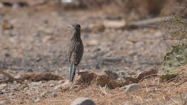 Greater Roadrunner - ML430504501