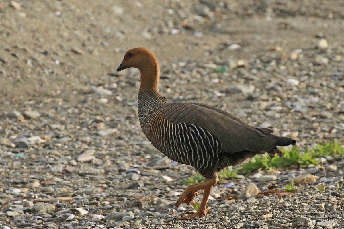 Upland Goose (Bar-breasted) - Jan Andersson