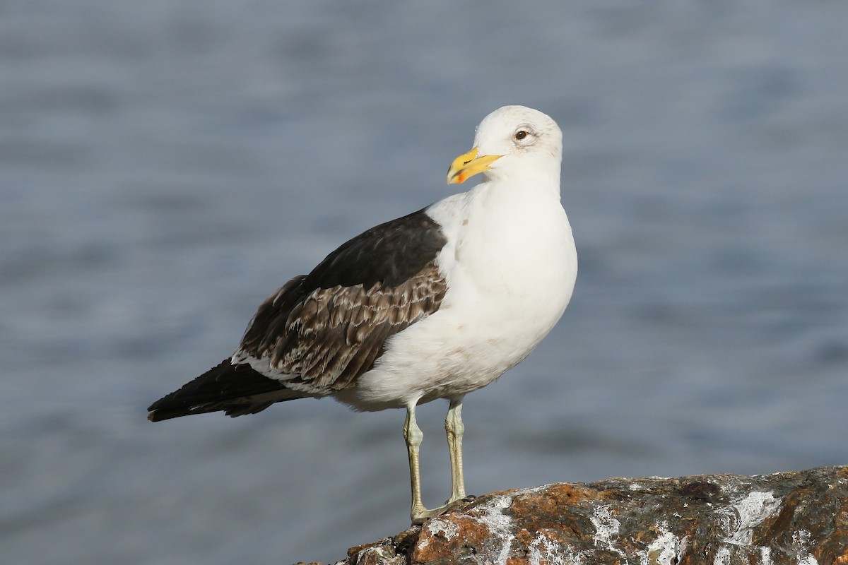 Kelp Gull (dominicanus) - ML430505961