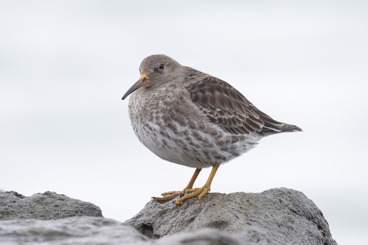 Purple Sandpiper - Lyall Bouchard