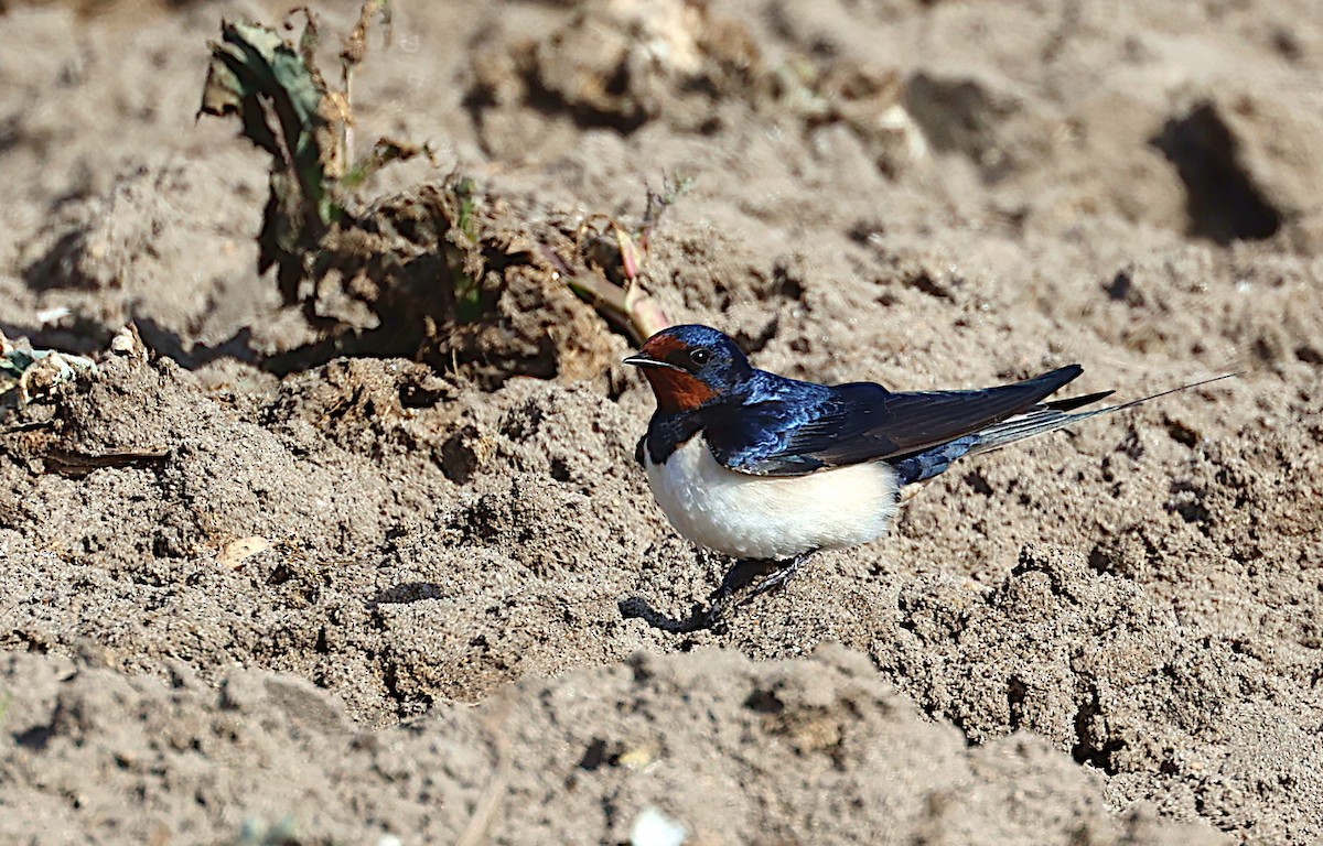 Barn Swallow - ML430507141