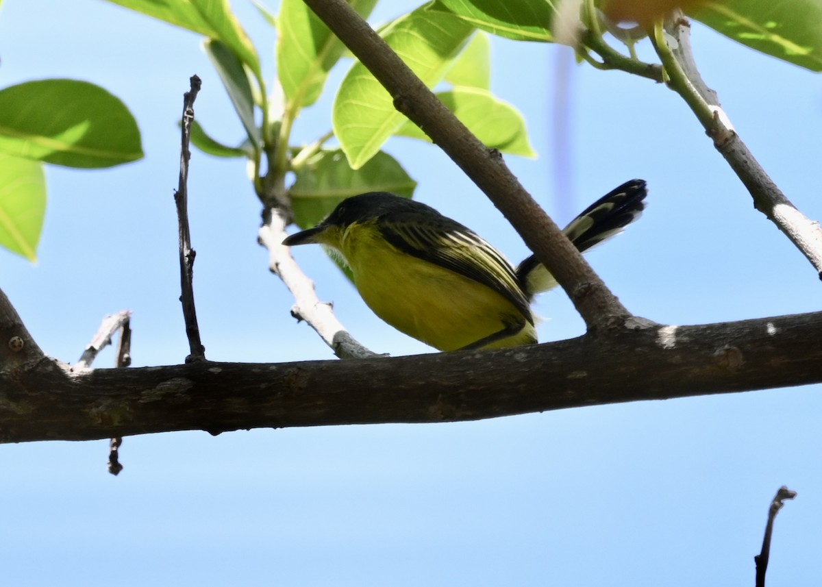 Common Tody-Flycatcher - ML430507151