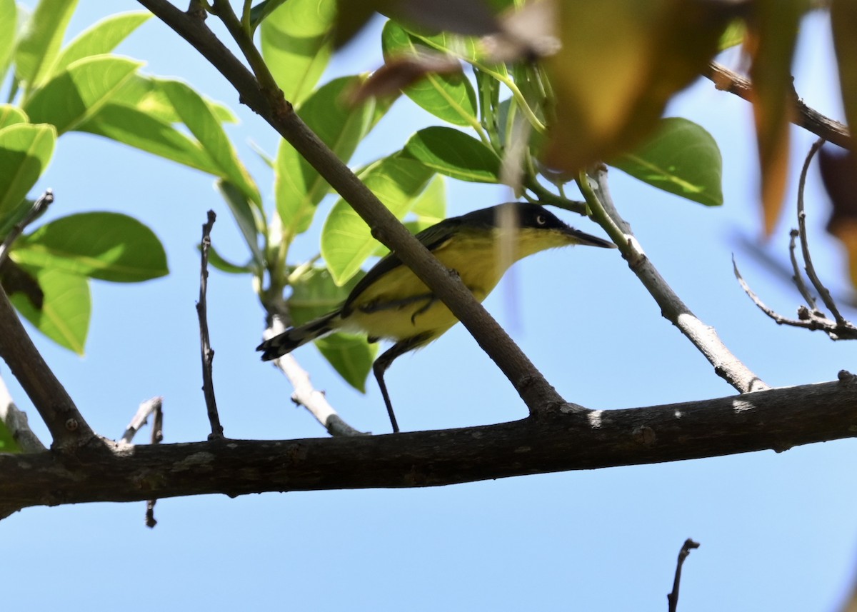 Common Tody-Flycatcher - ML430507171