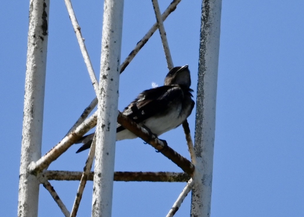 gråbrystsvale - ML430507371