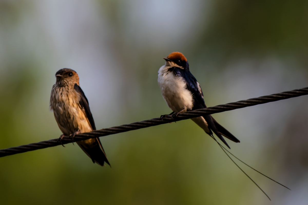 Wire-tailed Swallow - ML430508781