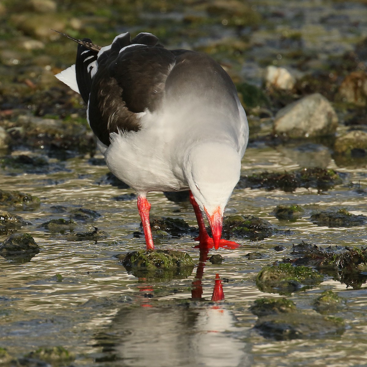 Dolphin Gull - ML430509911