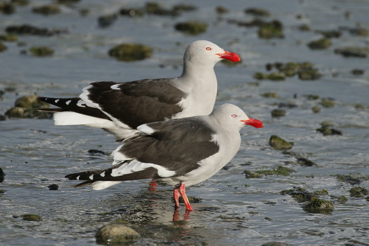 Dolphin Gull - ML430509951