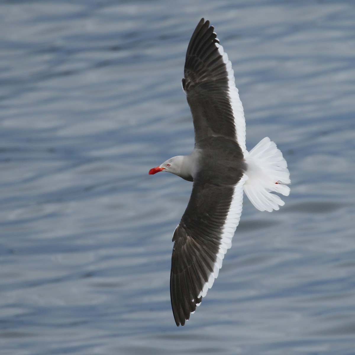 Dolphin Gull - ML430510061