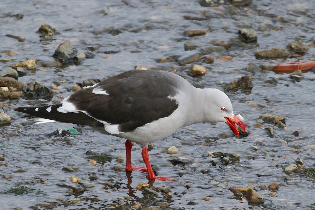 Dolphin Gull - ML430510101