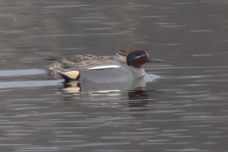 Green-winged Teal (Eurasian) - Grant Price