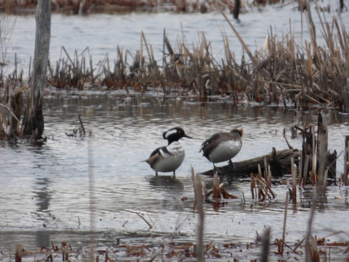 Hooded Merganser - ML430511261