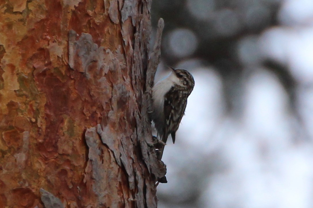 Eurasian Treecreeper - ML430511931