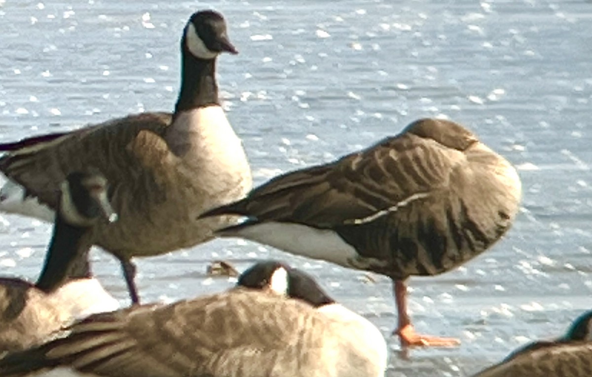 Greater White-fronted Goose - ML430512061