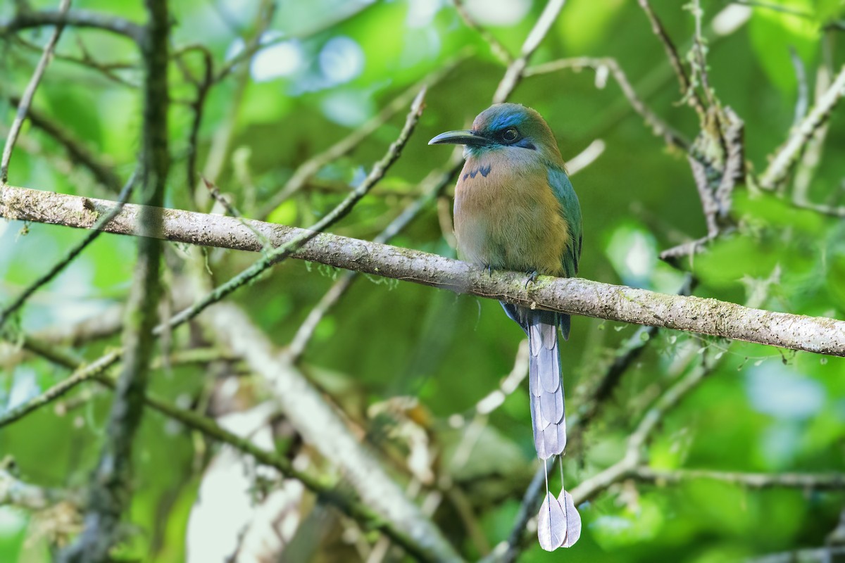 brunpannemotmot - ML430512891