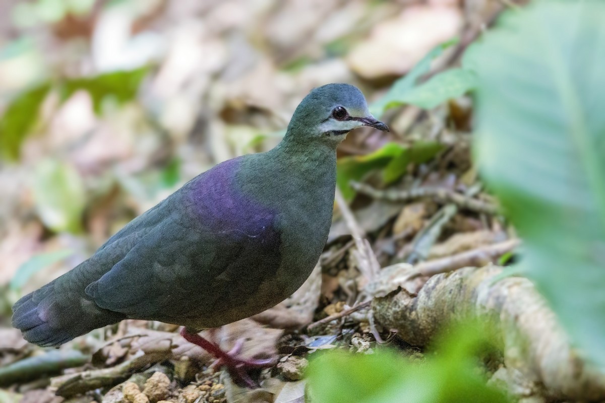 Purplish-backed Quail-Dove - ML430513591