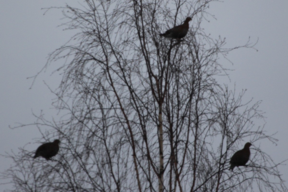 Black Grouse - ML430514521