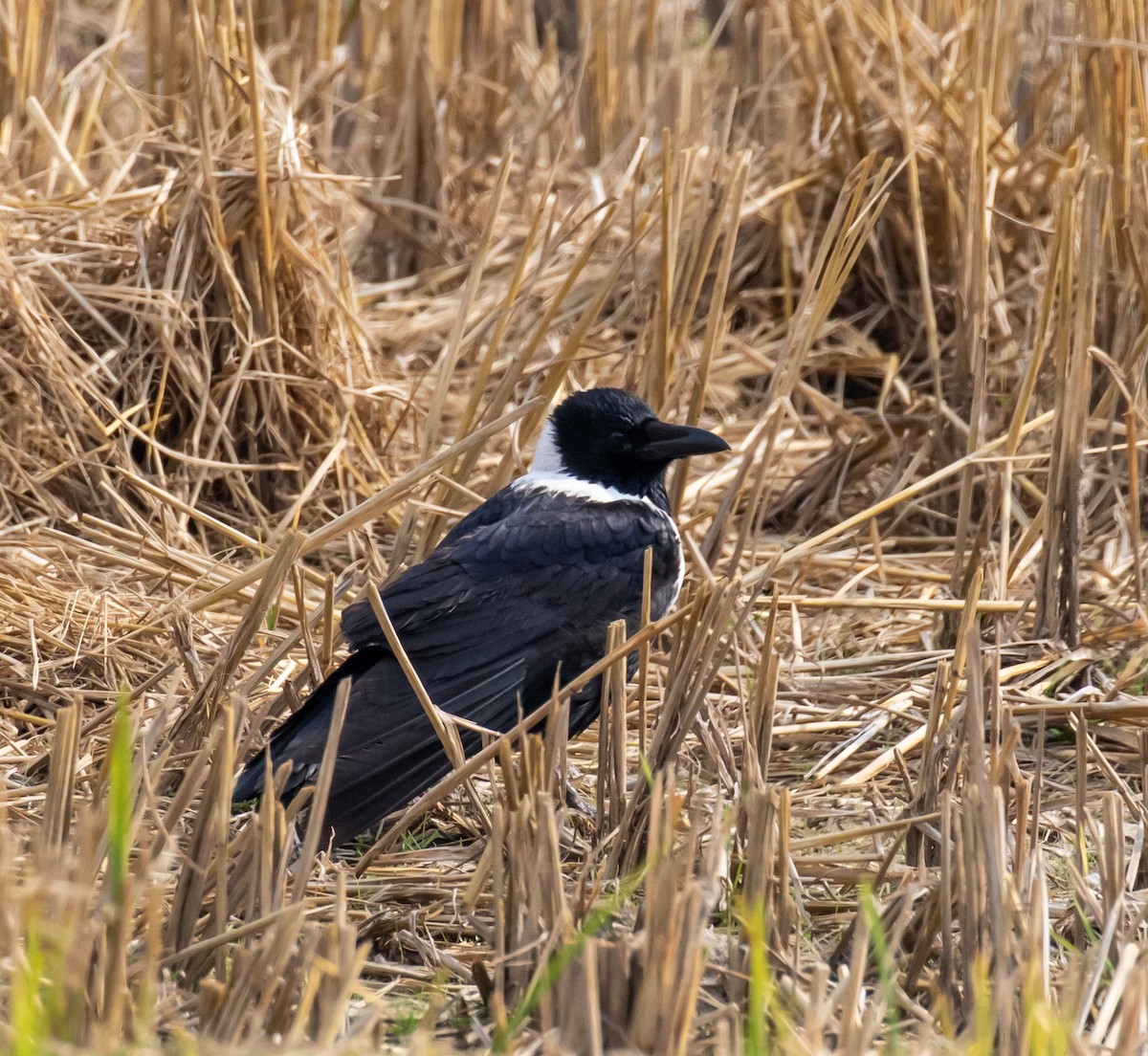 Collared Crow - ML430516051