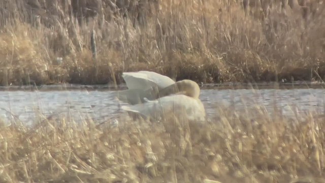 Trumpeter Swan - ML430516651