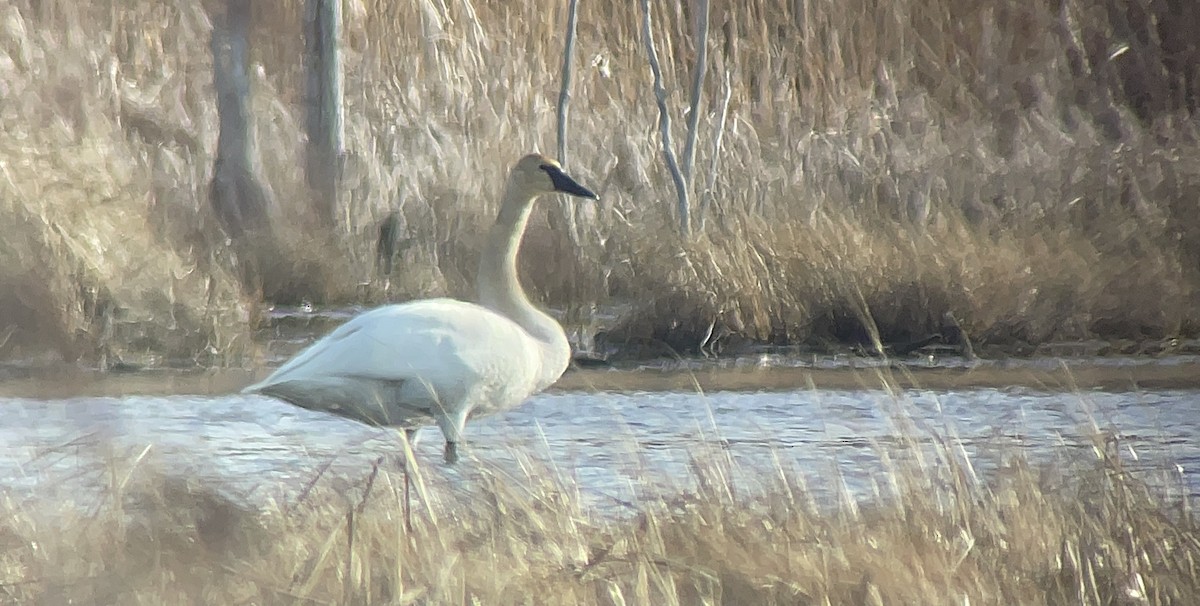 Trumpeter Swan - ML430516691