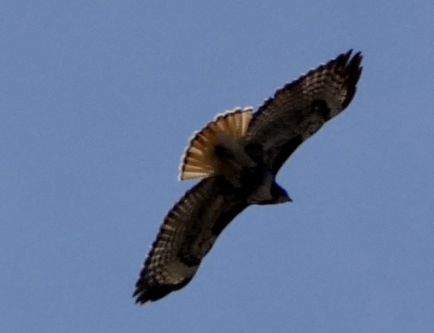 Red-tailed Hawk - ML430517571