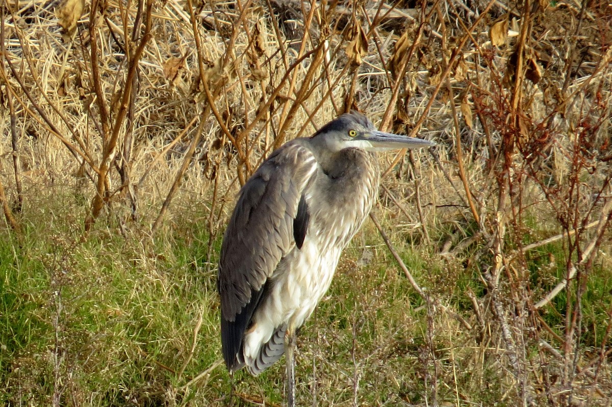 Great Blue Heron - Rick Shaw