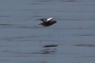 Black Guillemot - ML430519341