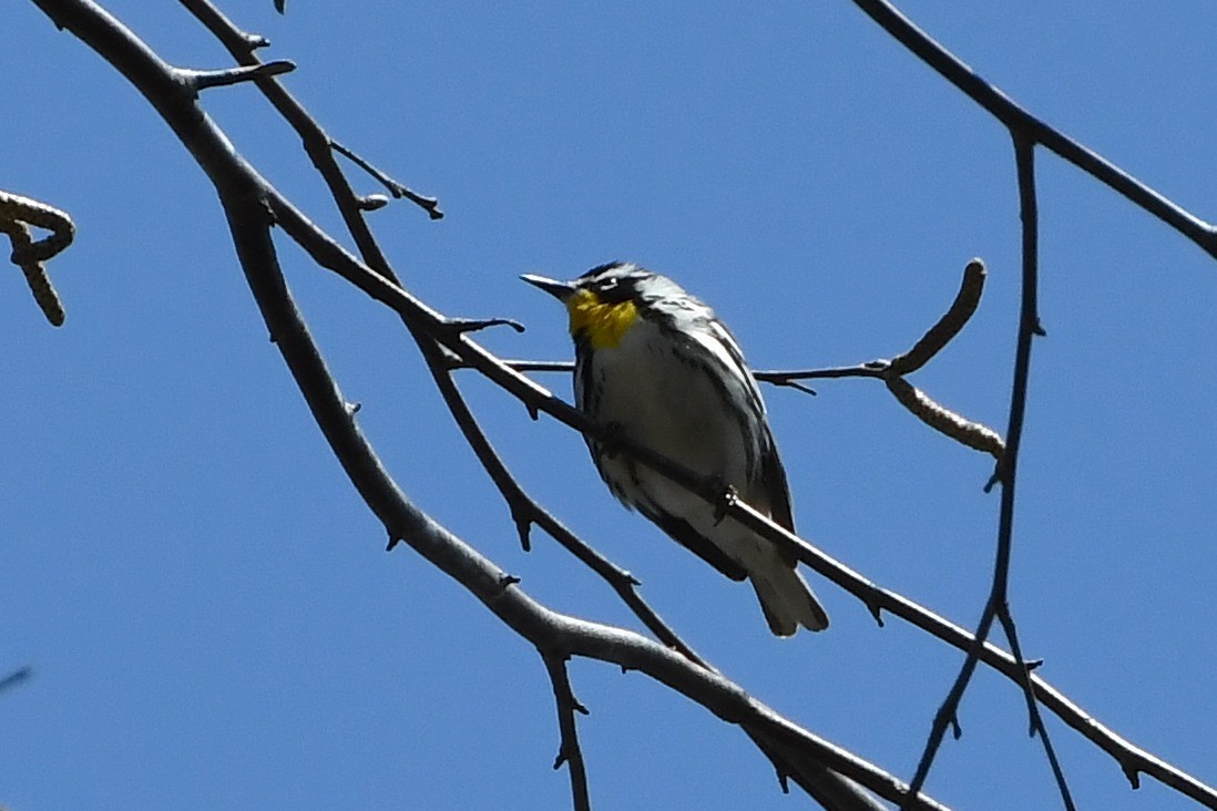 Yellow-throated Warbler - ML430521401